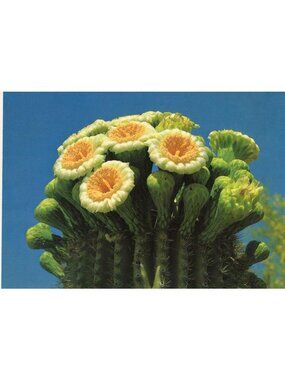Saguaro Cactus In Bloom Fine Art Photograph By Dick Dietrich 1981 Published By I